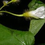 Distimake aegyptius पत्ता