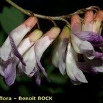 Vicia orobus Λουλούδι