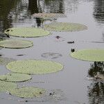 Victoria amazonica Habitat