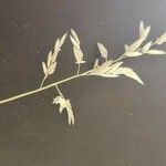 Eragrostis cilianensis Ffrwyth