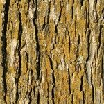 Ulmus serotina Bark