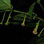 Dorstenia africana Flower