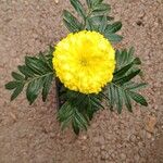 Tagetes erecta Cvet