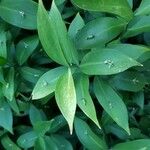 Ruscus hypophyllum Leaf