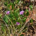 Ipomoea asarifolia Flower