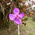 Centradenia inaequilateralis Flower