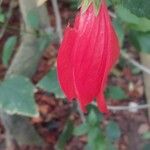 Malvaviscus arboreus Flower