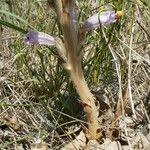 Phelipanche arenaria Schors
