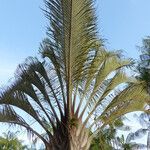 Dypsis decaryi Ліст