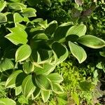 Polygonatum biflorumLeaf