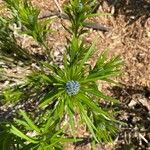 Amsonia ciliata Leaf