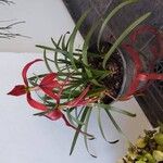 Sprekelia formosissima Cvet