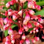 Heuchera sanguineaKvět