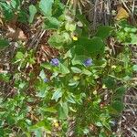 Lysimachia foeminaFlower