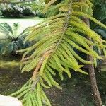 Araucaria columnaris ഇല