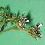 Scandix australis 花