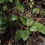 Orthilia secunda Leaf