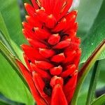 Musa coccinea फूल