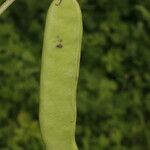 Canavalia rosea Fruit