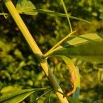 Lycium chinense Bark