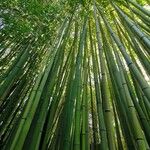 Phyllostachys reticulata Tervik taim