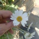 Tanacetum cinerariifolium Květ
