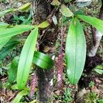 Bulbophyllum coriophorum Habit