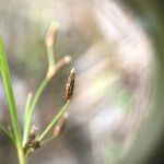 Fimbristylis autumnalis Blüte