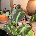 Begonia cleopatrae Lapas