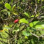 Ochna serrulata Fruit