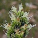 Echium flavum Gyümölcs