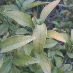 Citrus × aurantium Fulla