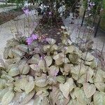 Pseuderanthemum alatum Flor
