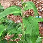 Buddleja globosa Other