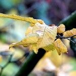 Carpinus betulus Leaf