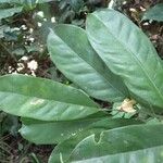 Heisteria parvifolia Leaf