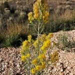 Stanleya pinnata Flor