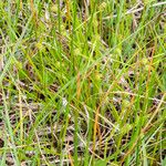 Carex oederi Costuma