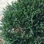 Juniperus chinensis List