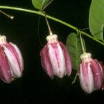 Passiflora gabrielliana Flower