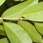 Eugenia stictopetala Leaf