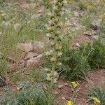 Echium flavum ശീലം