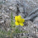 Mentzelia affinis Celota