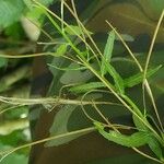 Epilobium roseum Fruchs