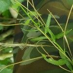 Epilobium roseum Fruit