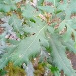 Lomatia fraseri Leaf