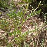 Astragalus arpilobus পাতা