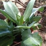 Kalanchoe ceratophylla Hoja