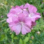 Malva alceaFlor