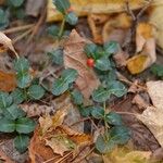Mitchella repens Leaf